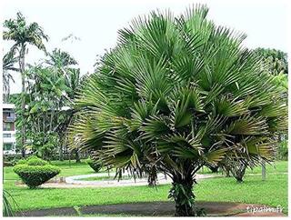 Toko Palm Tree Seeds-Major Jenkins Palm Seeds - 20 Seeds for Growing by Creative Farmer