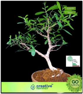 Tree Bonsai Seeds : Seeds Of Trees Arjuna (Terminalia Arjuna) Herb Seeds For Garden Premium Kitchen Garden Plant Seeds