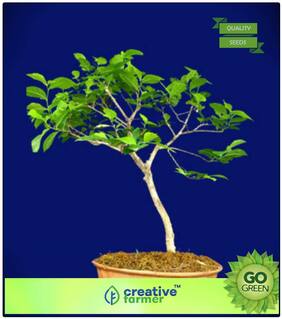 Tree Bonsai Seeds : Tree Seeds For Large Area Arjun Tree Tree Seeds For Garden Premium Kitchen Garden Plant Seeds