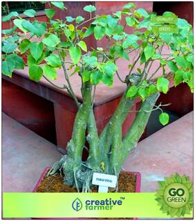 Tree Bonsai Seeds : Evergreen Tree Seeds Ficus Religiosa - Pipal 50 Seeds Plant Seeds Bonsai Tree Seeds Premium Kitchen Garden Plant Seeds