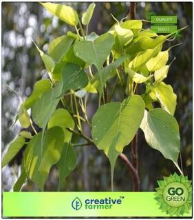 Tree Bonsai Seeds : Tree Seeds For Home Garden Sacred Fig - Ficus Tree Seeds For Commercial Plantation Bonsai Tree Seeds Premium Kitchen Garden Plant Seeds