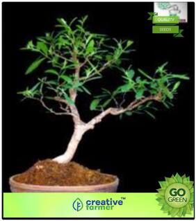 Tree Bonsai Seeds : Tree Seeds For Investment Terminalia Arjuna Tree Seeds For Large Area Premium Kitchen Garden Plant Seeds
