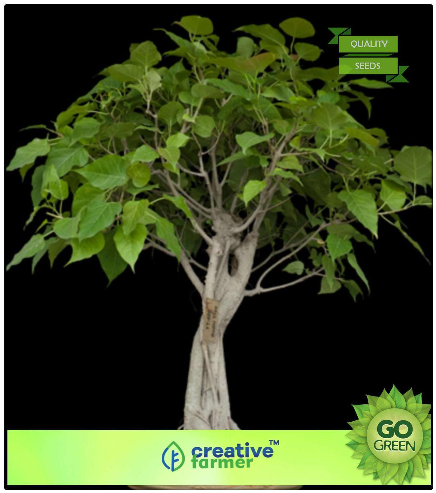 https://assetscdn1.paytm.com/images/catalog/product/H/HO/HOMTREE-BONSAI-CREA88747CC11ED6A/1563037895505_0..jpg