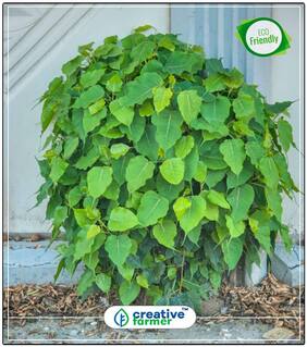 Tree For Front Garden Ficus Tree Bodhi Sacred Fig Ficus Religiosa Tree Seeds For Outdoor Perfect Home Garden Plant Seeds
