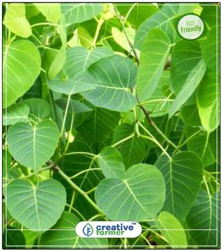 Tree For Roadside Ficus Religiosa A Sacred Fig Fast Growing Trees Perfect Home Garden Plant Seeds
