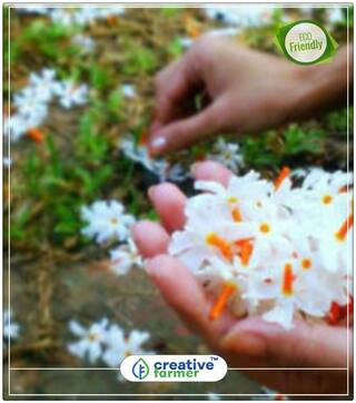 Tree Of Sorrow Flowering Tree Seeds Perfect Home Garden Plant Seeds