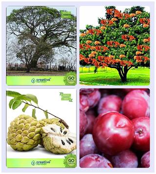 Tree Plants Elephant-Ear Tree;Asoka;Anona Squamosa;Plum Combo For Home Garden Shade Tree/Ornamental Tree