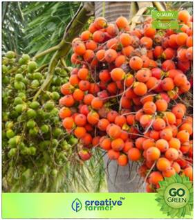 Tree Seeds : Arecanut Seeds - Areca Catechu Premium Kitchen Garden Plant Seeds