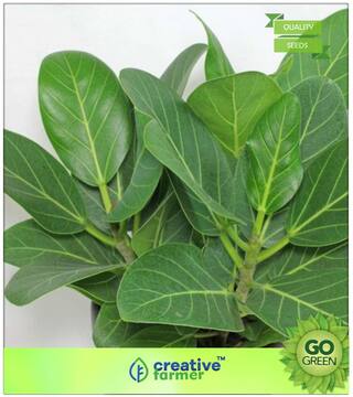 Tree Seeds : Air Purifier Plant Seeds Ficus Premium Kitchen Garden Plant Seeds
