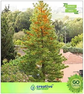 Tree Seeds : Australian Silver-Oak - Largest Species In The Genus Grevillea Premium Kitchen Garden Plant Seeds