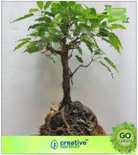 Tree Seeds : Badijuvvi;Jatti Premium Kitchen Garden Plant Seeds