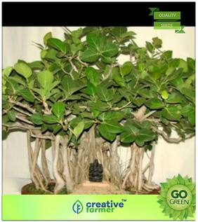 Tree Seeds : Benghalensis India Banyan Fig Tree Seeds Fruiting Fig Bonsai Suitable Premium Kitchen Garden Plant Seeds
