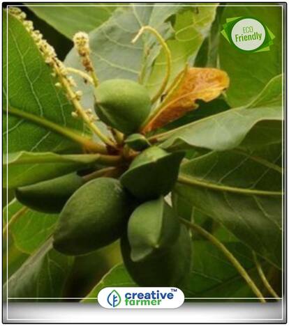 Tree Seeds Country-Almond - Fruit Tree Seeds Perfect Home Garden Plant Seeds