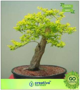 Tree Seeds : Duranta Green Live Plant Seeds Premium Kitchen Garden Plant Seeds