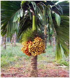 Tree Seeds Dwarf Betel Nut Palm Areca Catechu Ready To Plant Seeds Seeds For Tree All Season Seeds