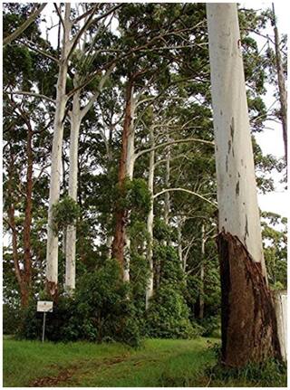 Tree Seeds : Eucalyptus Grandis - Rose Gum Seeds - 10000 Seeds For Commercial Plantation By Creative Farmer