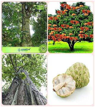 Tree Seeds For Germination Gmelina Arborea;Asoka;Teak Seeds;Anona Squamosa Combo For Home Garden Medicinal Tree Seeds