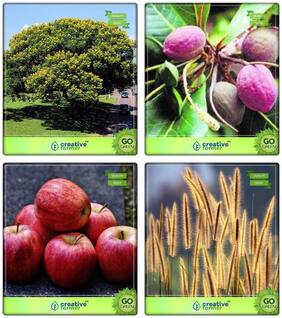 Tree Seeds For Home Garden Peltophorum;Indian Badam;Apple;Denanath Grass Combo For Home Garden Flower Tree
