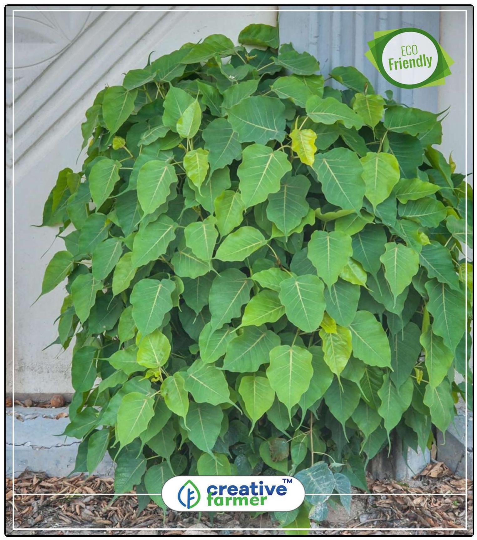 https://assetscdn1.paytm.com/images/catalog/product/H/HO/HOMTREE-SEEDS-FCREA8874744126508/1563036355981_0..jpg