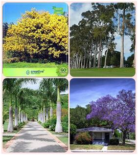 Tree Seeds For All Season India Acacia Dealbata;Eucalyptus;Bottle Palm;Jacaranda Blue Combo For Home Garden Tree Seeds