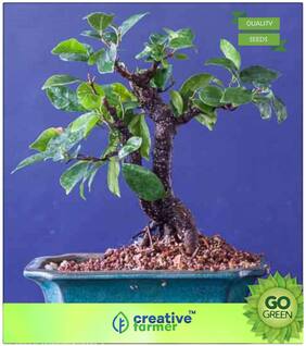 Tree Seeds : Ficus Virens Fig - White Ficus Virens Big Trees Premium Kitchen Garden Plant Seeds