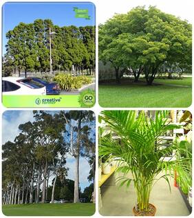 Tree Seeds For All Season Cupressus Torulosa;Albizia Lebbeck;Eucalyptus;Areca Palm Combo For Home Garden Shade Tree/Ornamental Tree