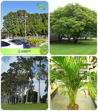 Tree Seeds For All Season Cupressus Torulosa;Albizia Lebbeck;Eucalyptus;Areca Palm Combo For Home Garden Shade Tree/Ornamental Tree