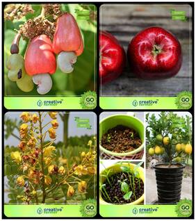 Tree Seeds For Outdoor Garden Cashew;Apple;Caesalpinia Sappan;Citrus Seeds Combo For Home Garden Fruit Seeds