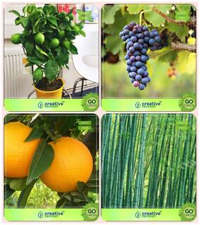 Tree Seeds For Home Garden Citrus Seeds;Grape;Orange;Small Bamboo Combo For Home Garden Fruit Seeds