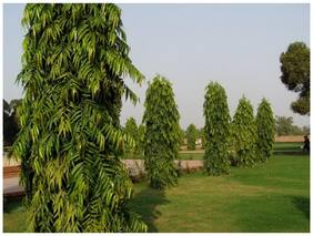 Tree Seeds False Ashoka Native To India Garden Plant Seeds Seeds
