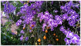 Tree Seeds For Outdoor Garden Mavaetangi Big Tree Plant And Seeds 20 Seeds