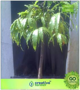 Tree Seeds : False Ashoka Native To India Premium Kitchen Garden Plant Seeds