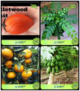 Tree Seeds For Home Garden Mamosa -Elangi;Murraya Koenigii;Orange;Papaya Combo For Home Garden Fruit Seeds