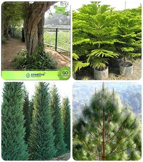 Tree Seeds For All Season Wrightia Tinctoria;Hoop Pine;Cupressus Torulosa;Pinus Roxburghaii Combo For Home Garden Medicinal Tree Seeds