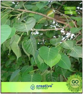 Tree Seeds For All Season Peepal Tree - Ficus Herb Seeds Premium Kitchen Garden Plant Seeds