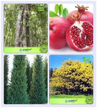 Tree Seeds For Home Garden Wrightia Tinctoria;Pomagranate;Cupressus Torulosa;Acacia Dealbata Combo For Home Garden Medicinal Tree Seeds