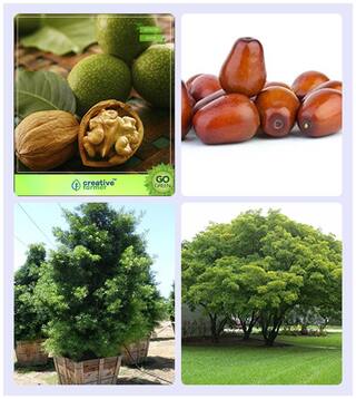 Tree Seeds For All Season Wallnut;Plum;Podocarpus Gracillior;Albizia Lebbeck Combo For Home Garden Nut Seeds