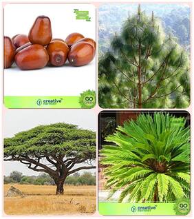 Tree Seeds For All Season Plum;Pinus Roxburghaii;Acacia Senegal;Sago Palm Combo For Home Garden Fruit Seeds