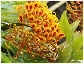 Tree Seeds Golden Orange Flower Color Ornamental Tree - South Silky Plant Ornamental Shrub 20 Seeds