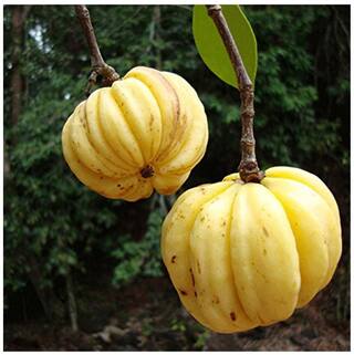 Tree Seeds : Garcinia Gummi Gutta Seeds - 20 seeds For Growing By Creative Farmer