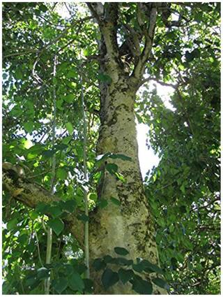Tree Seeds : Gamhar Seeds [ Kumalaamaram,Kumbil,Peddagumudutekku,Shivani] Seeds - 20 Seeds For Growing By Creative Farmer