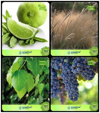 Tree Seeds Home Depot Citrus Seeds;Denanath Grass;Ficus Religiosa;Grape Combo For Home Garden Fruit Seeds