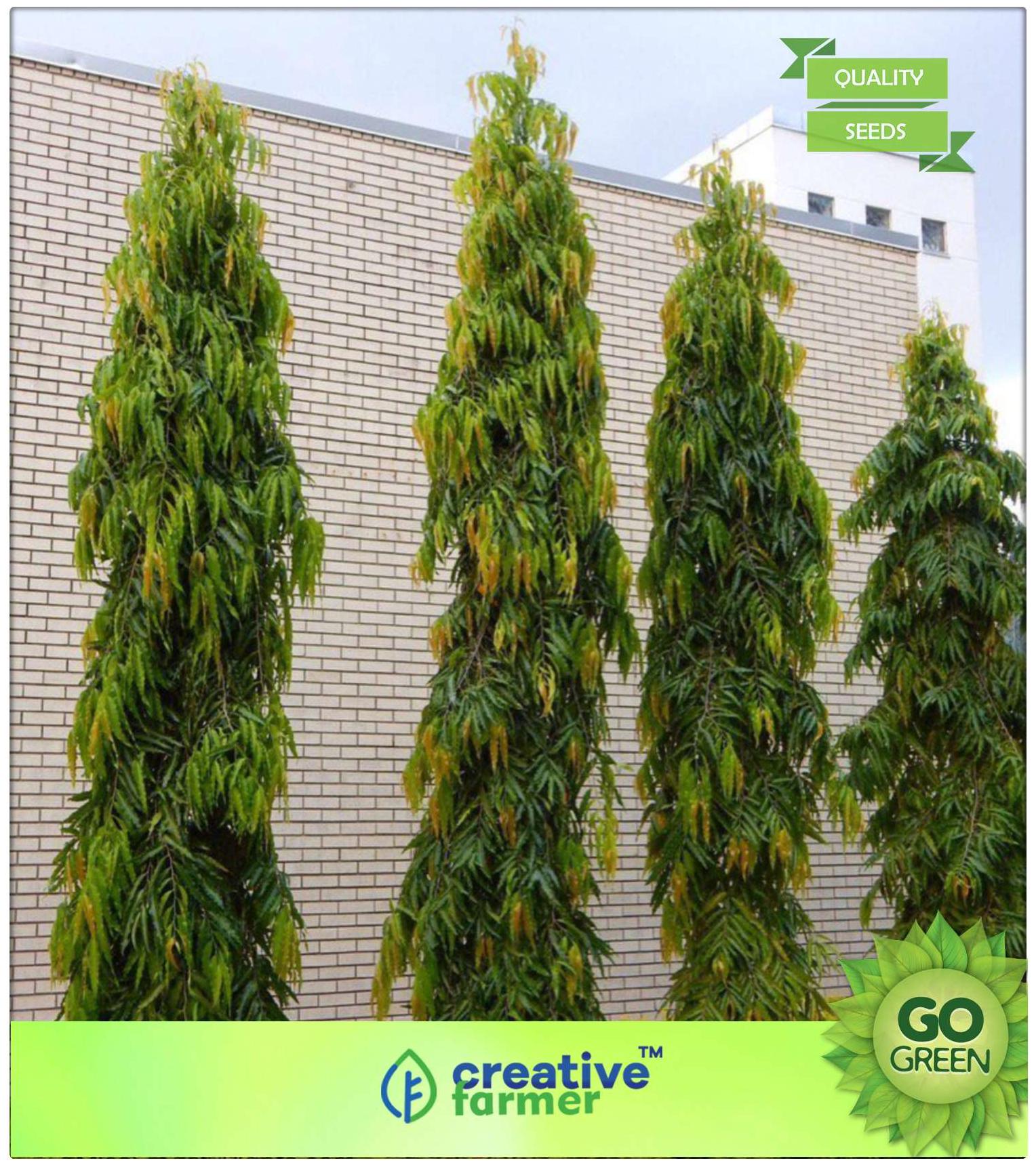https://assetscdn1.paytm.com/images/catalog/product/H/HO/HOMTREE-SEEDS-ICREA88747C79F8178/1563036657428_0..jpg