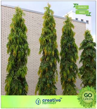 Tree Seeds : Indian Mast Tree Premium Kitchen Garden Plant Seeds