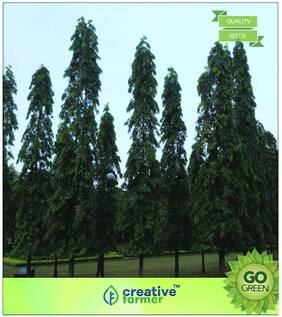 Tree Seeds : Indian Mast Tree Premium Kitchen Garden Plant Seeds