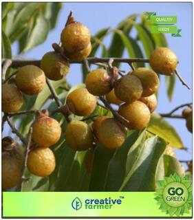 Tree Seeds Kukate-Kayi Deciduous Tree Growing Herb Seeds For Home Garden Premium Kitchen Garden Plant Seeds