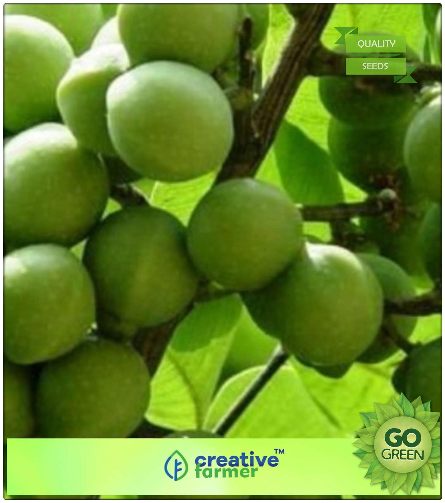 https://assetscdn1.paytm.com/images/catalog/product/H/HO/HOMTREE-SEEDS-KCREA8874733574784/1563036707839_0..jpg