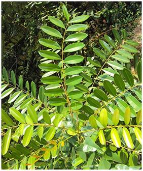 Tree Seeds : Lakshmi Taru Tree Seeds - Paradise Tree;Simarouba Glauca Seeds - 20 seeds For Growing By Creative Farmer