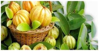 Tree Seeds : Malabar Tamarind  -Brindleberry, Kudam Puli (Pot Tamarind) Seeds - 20 Seeds For Growing By Creative Farmer