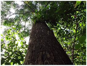 Tree Seeds : Malabar Neemwood Tree - [Heb-Bevu, Betta Bevu, Heb Bevu, Turbevu, Malai Vembu] Seeds - 20 Seeds For Growing By Creative Farmer